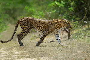 leopard-in-yala