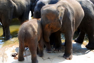 elephant orphanage in Pinnawela