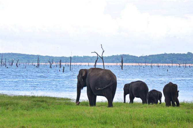 Elephants-Kaudulla-National-Park