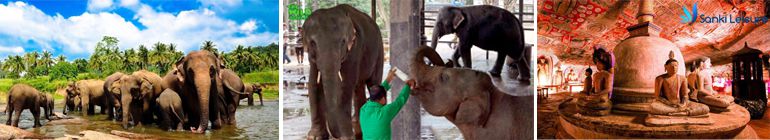 Pinnwala elephant orphanage and Dambulla temple