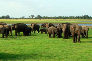 Elephants minneriya national park