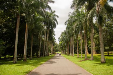 peradeniya royal botanical garden