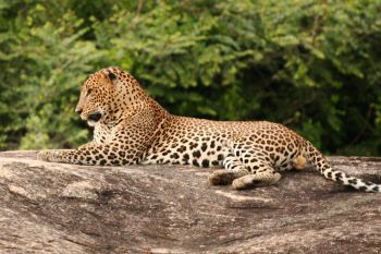 yala national park leopard