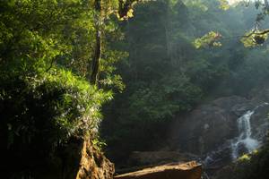 sinharaja rain forest