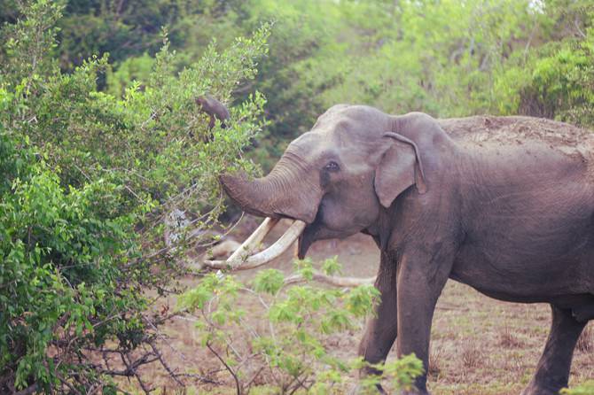 elephant yala national park