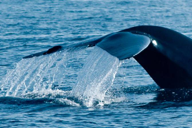 Trincomalee whale watching