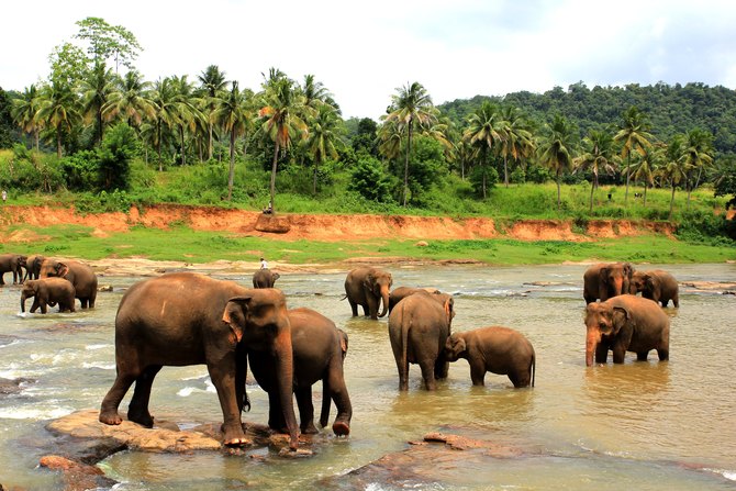 pinnawala-elephant-orphanage