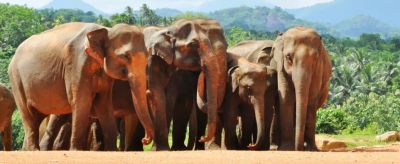 Pinnawala elephants