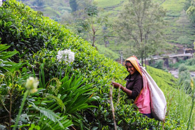 tea-plantations