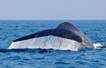 whale watching sri lanka